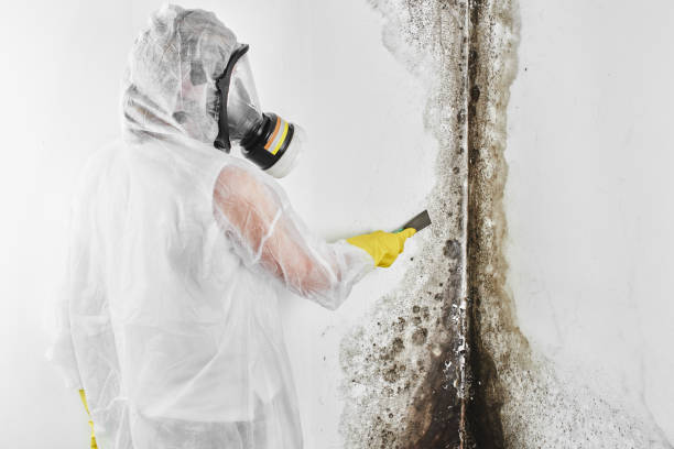 Trusted Whitewater, KS Mold Remediation Experts